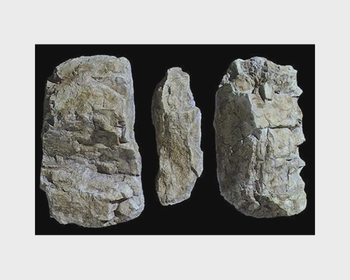 WOOC1234