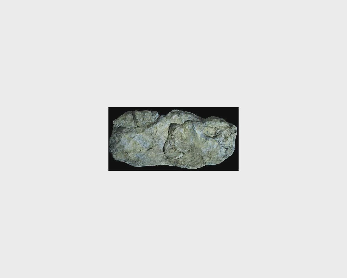 WOOC1242