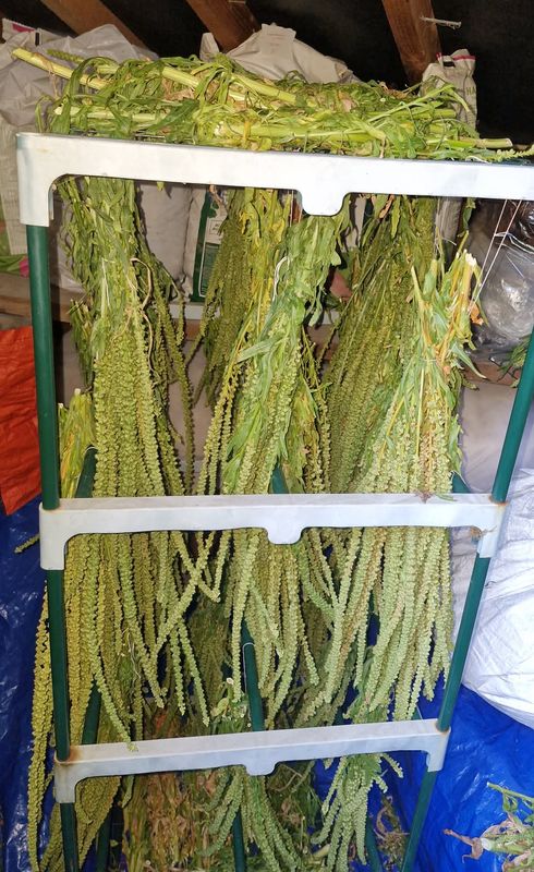 Natural Dyeing