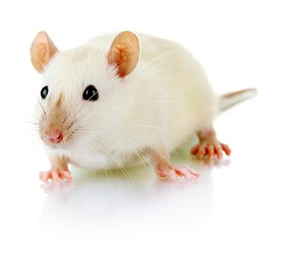 Frozen Rodents