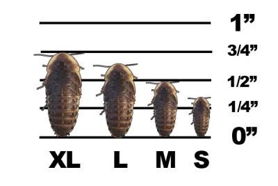 Dubia Roaches