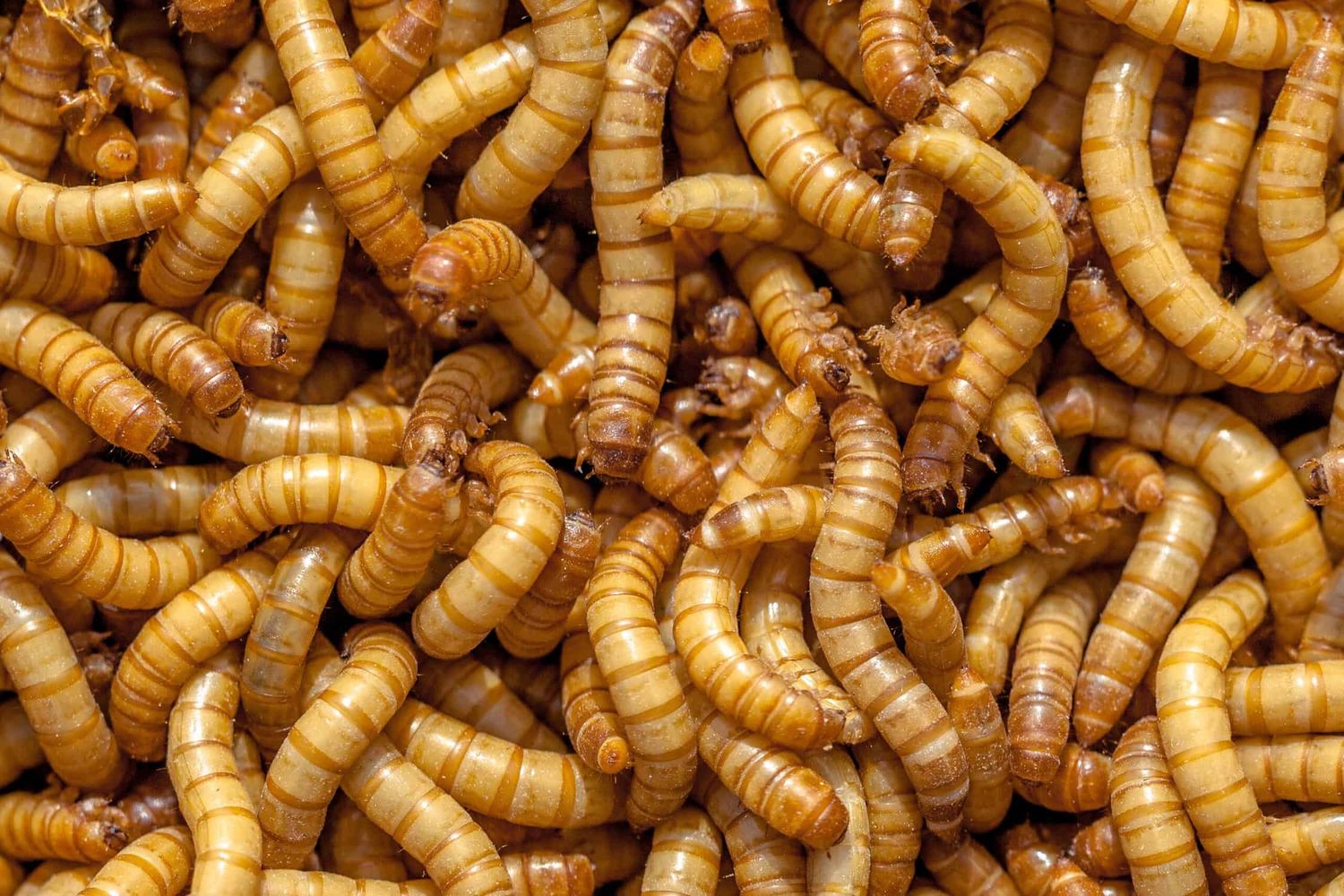 Worms