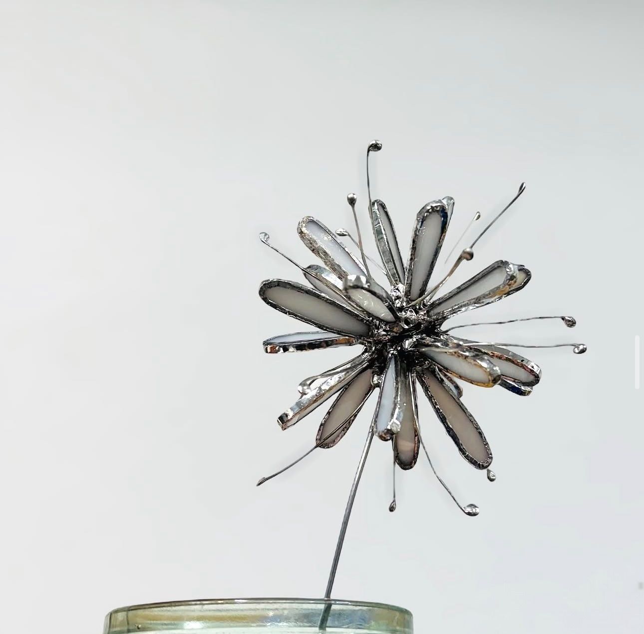 Dandelion Light Bloom Dandelion Light Bloom