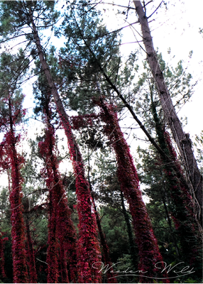 FORÊT ENCHANTÉE