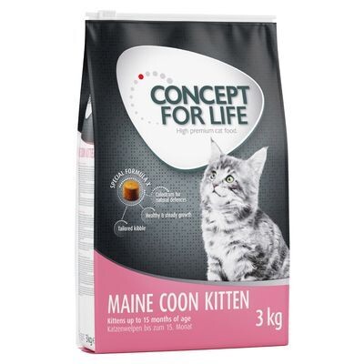 Concept for Life • Maine Coon • Kitten
