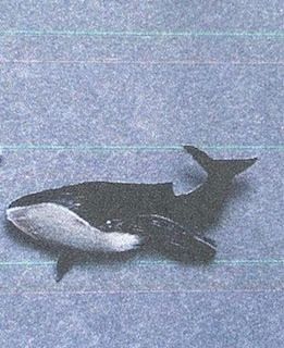 Seal Skin Pins, Design: Whale