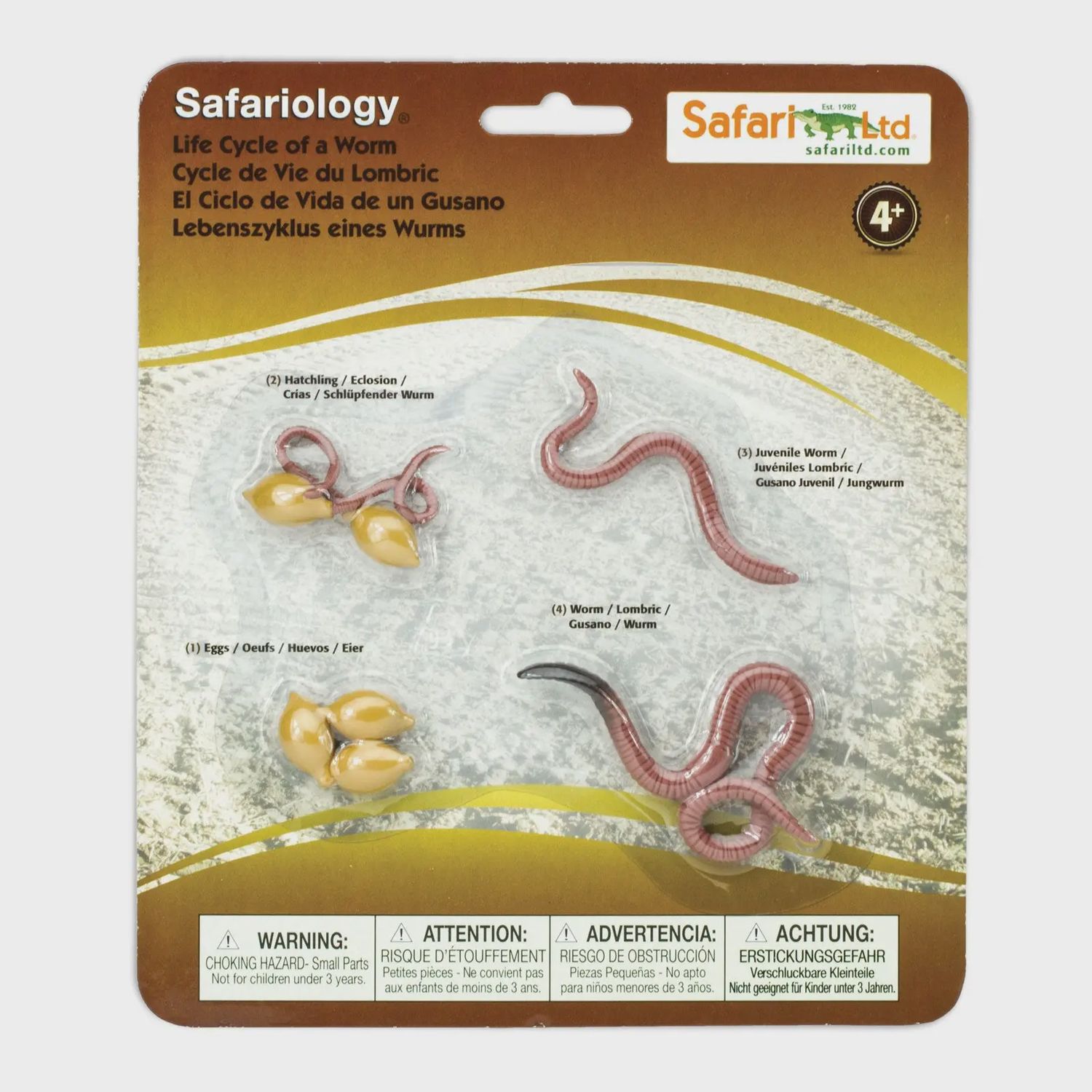 Life Cycle of a Worm