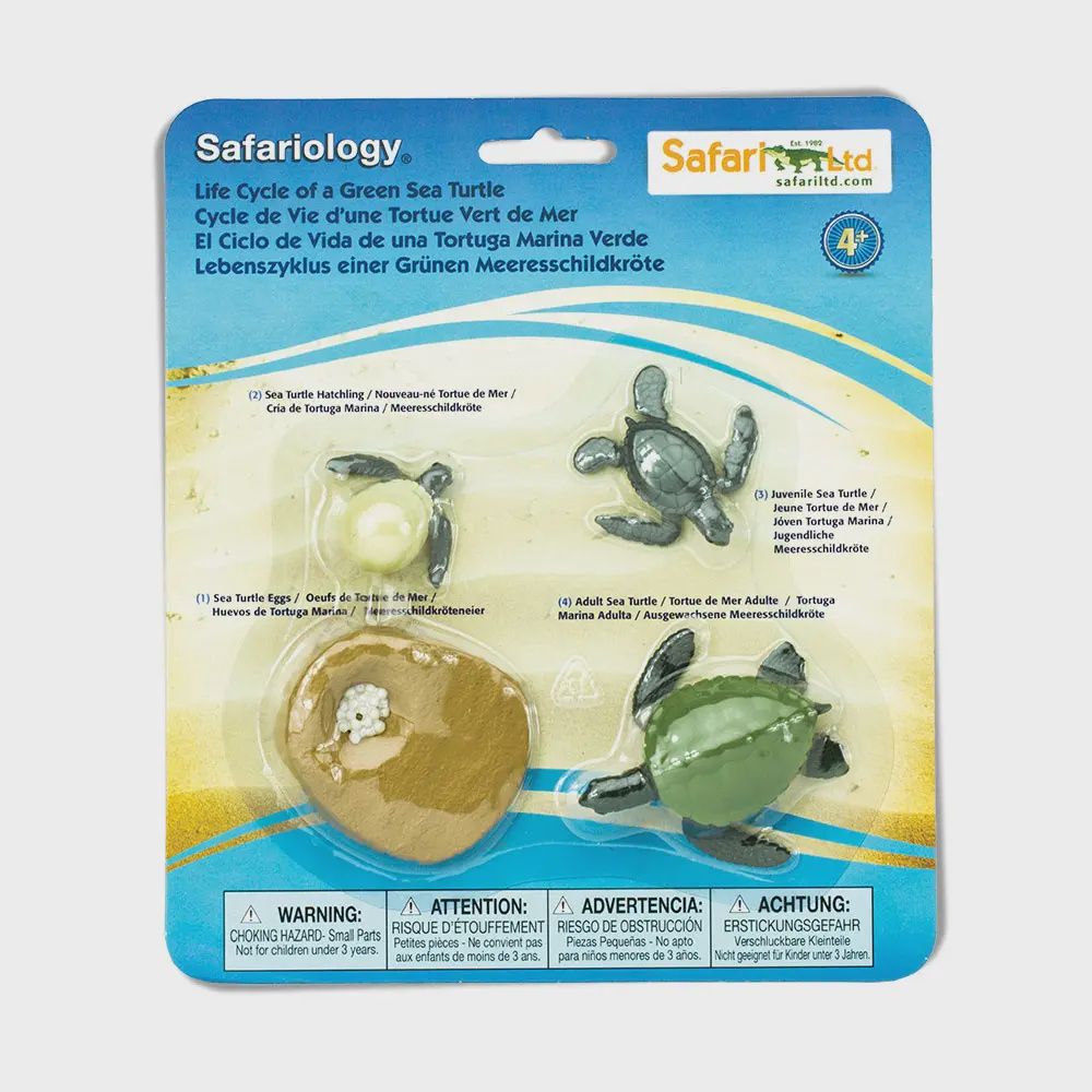 Life Cycle Of A Green Sea Turtle - 662316