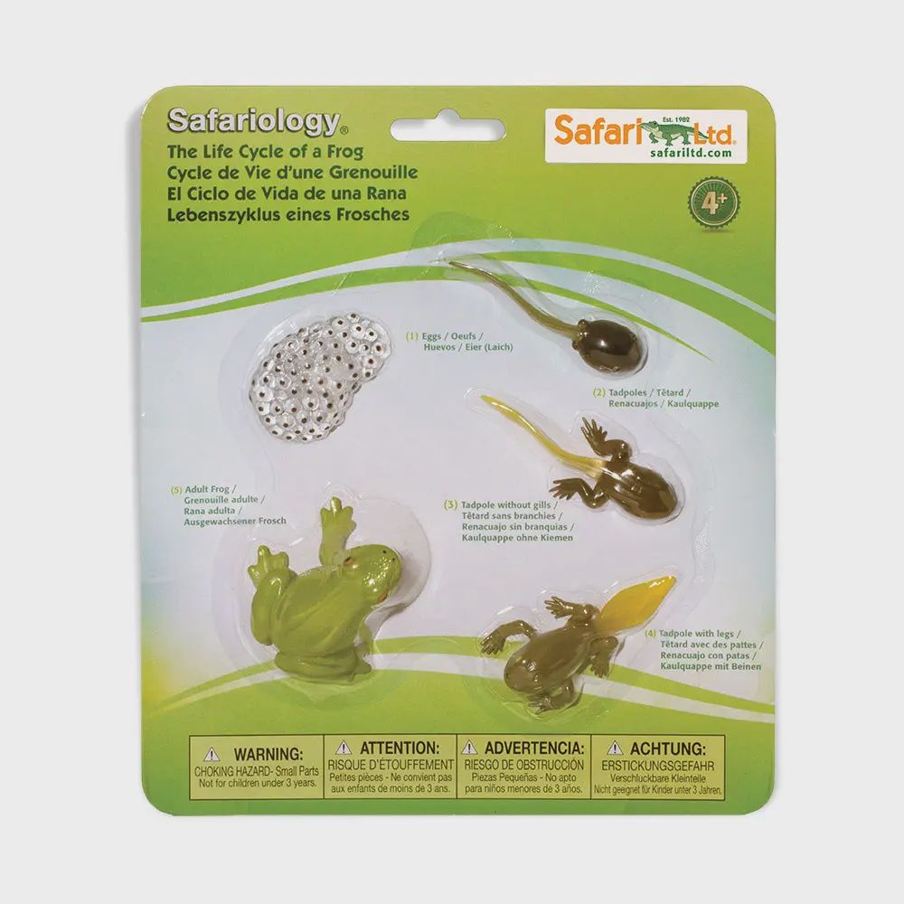 Life Cycle Of A Frog - 269129