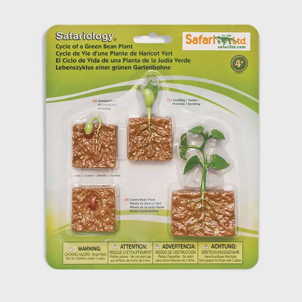 Life Cycle Of A Green Bean Plant - 662416