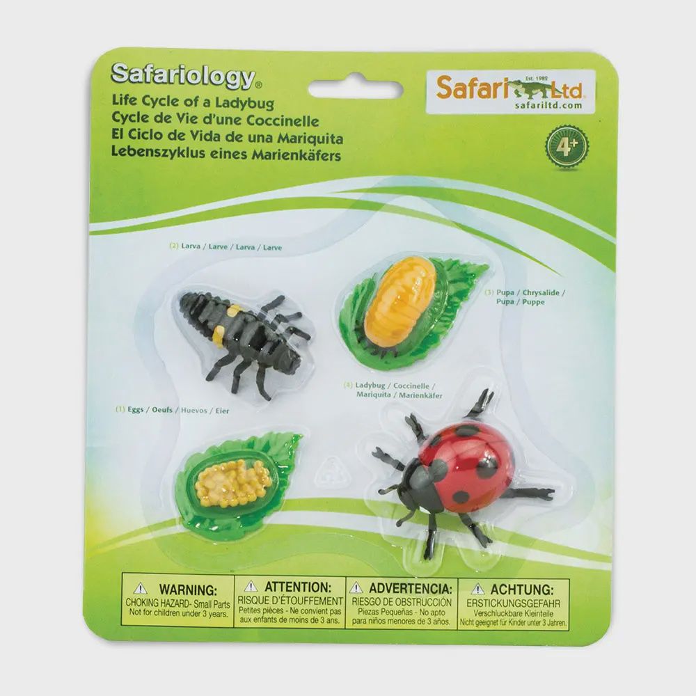 Life Cycle Of A Ladybug - 662716
