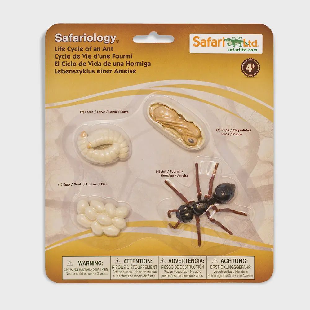 Life Cycle Of An Ant - 663916