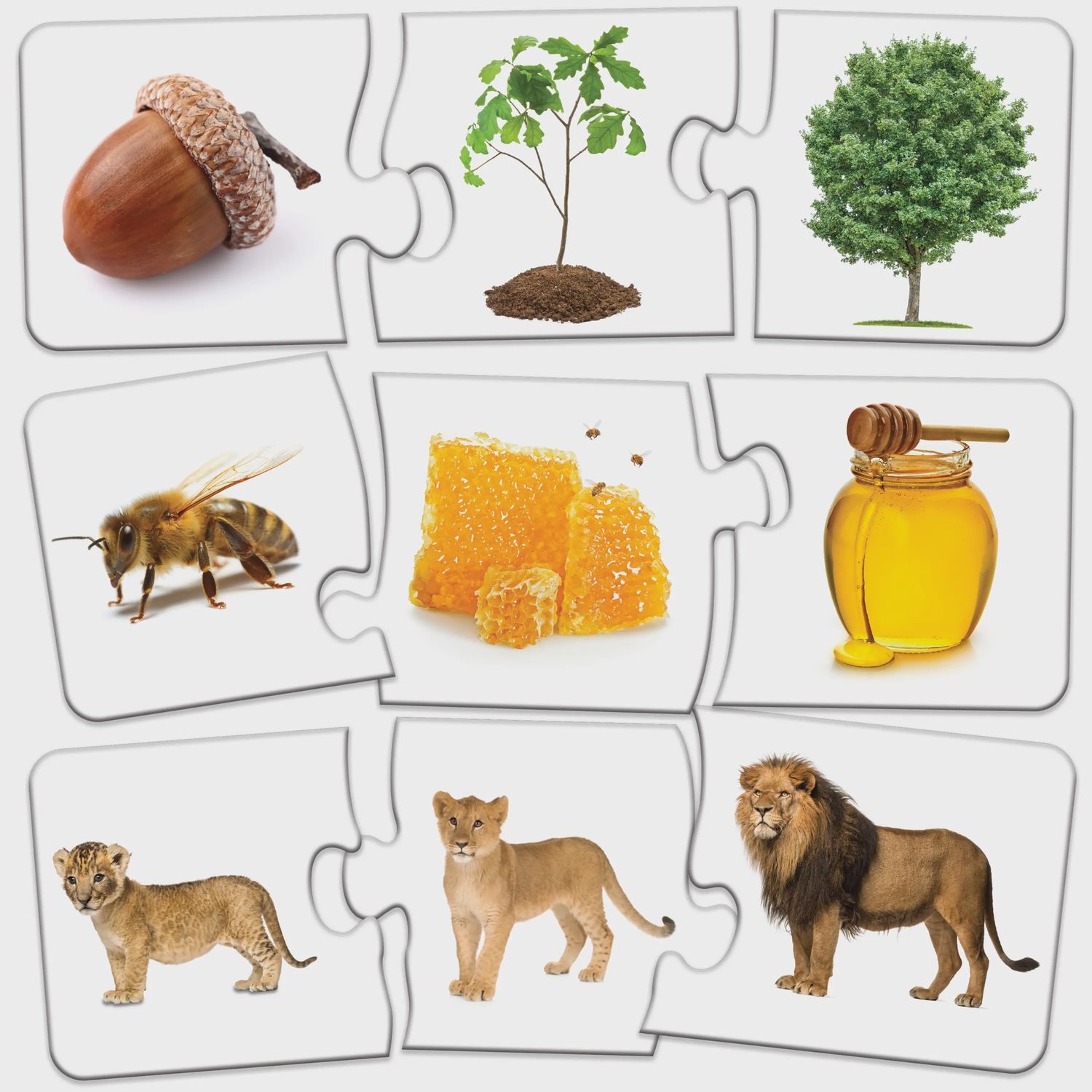 Match It! Sequencing