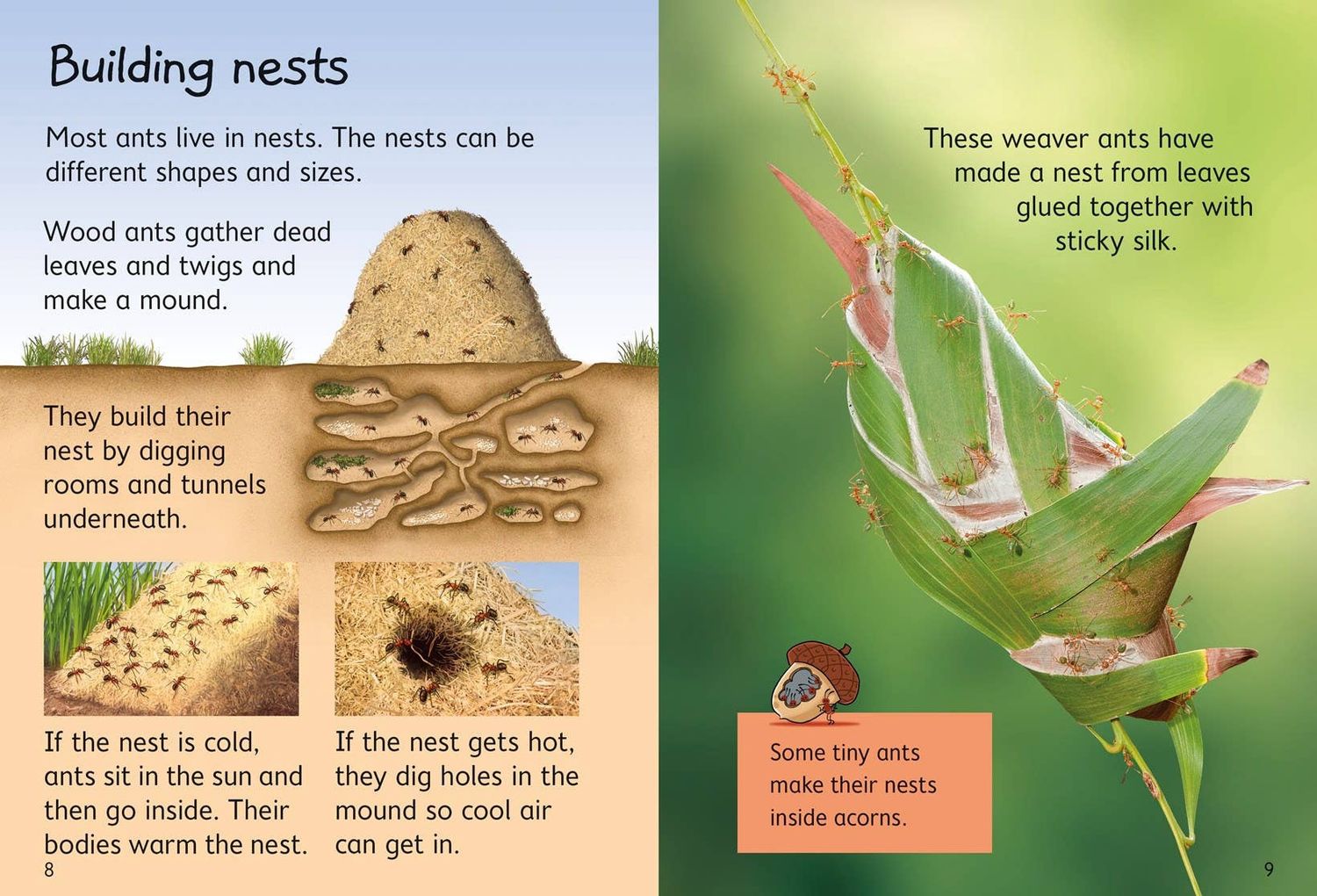 Ants : Usborne
