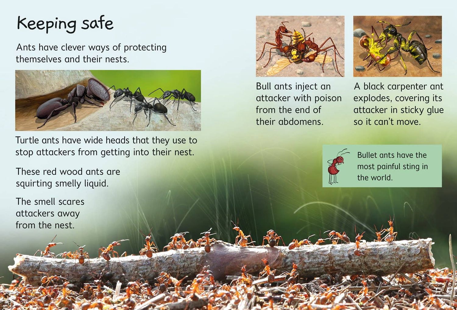 Ants : Usborne