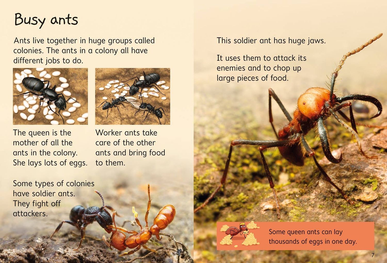 Ants : Usborne