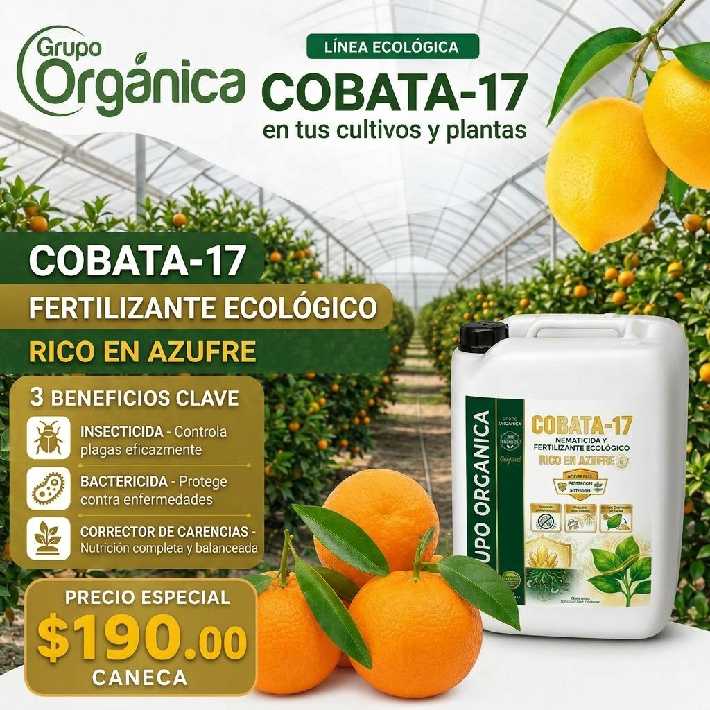 COBATA-17 CANECA