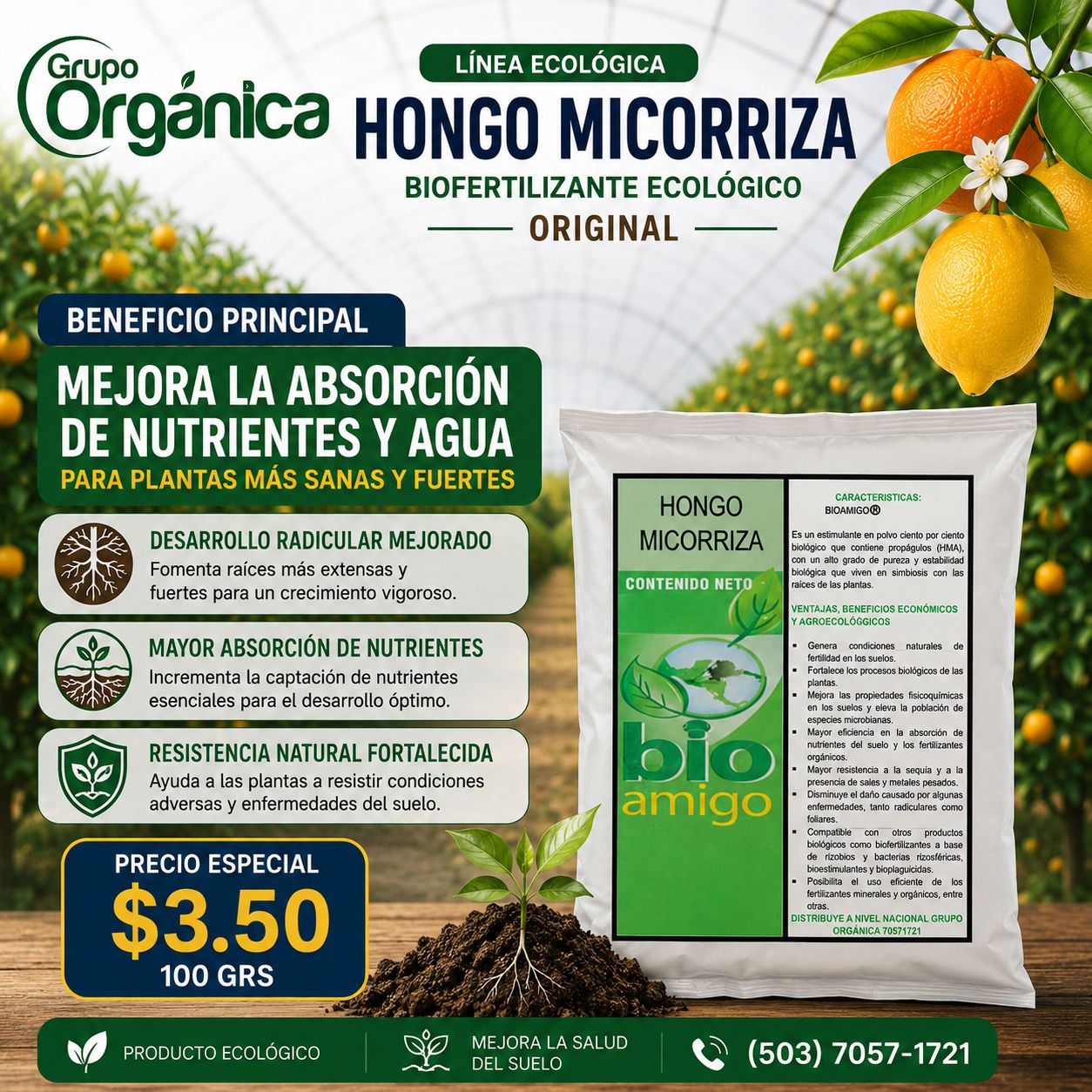 HONGO MICORRIZA