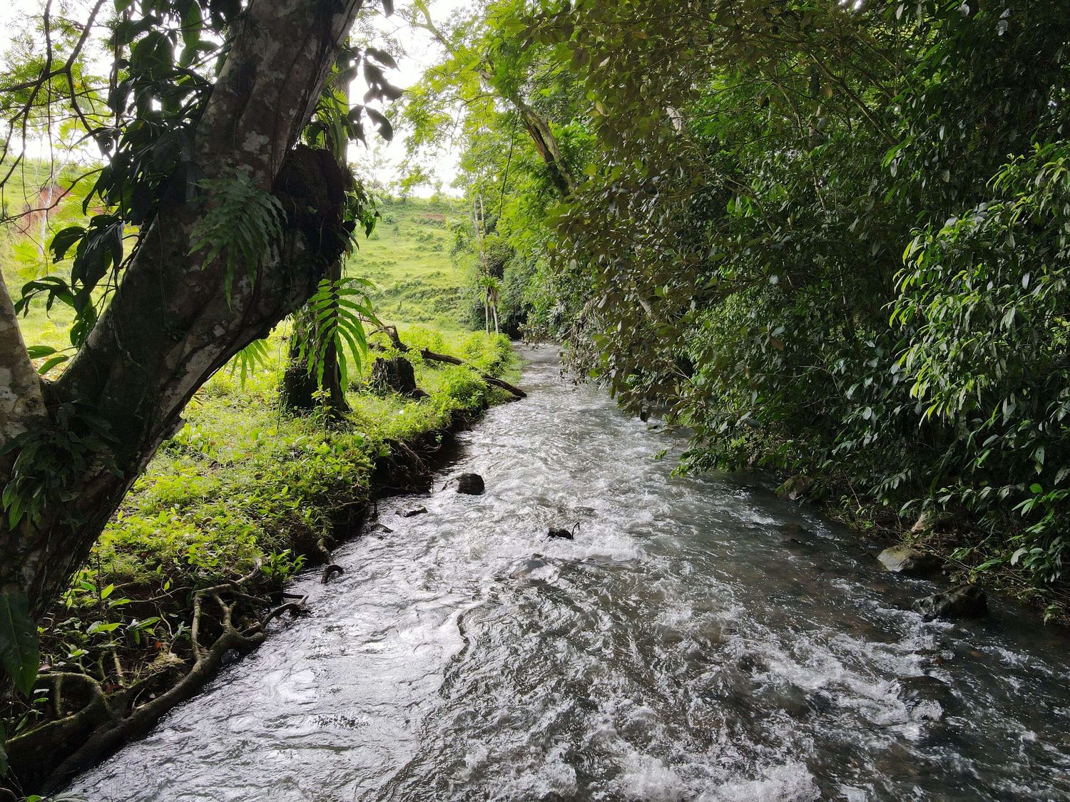 FINCA SAN RAFAEL – CHACHAGUA 3