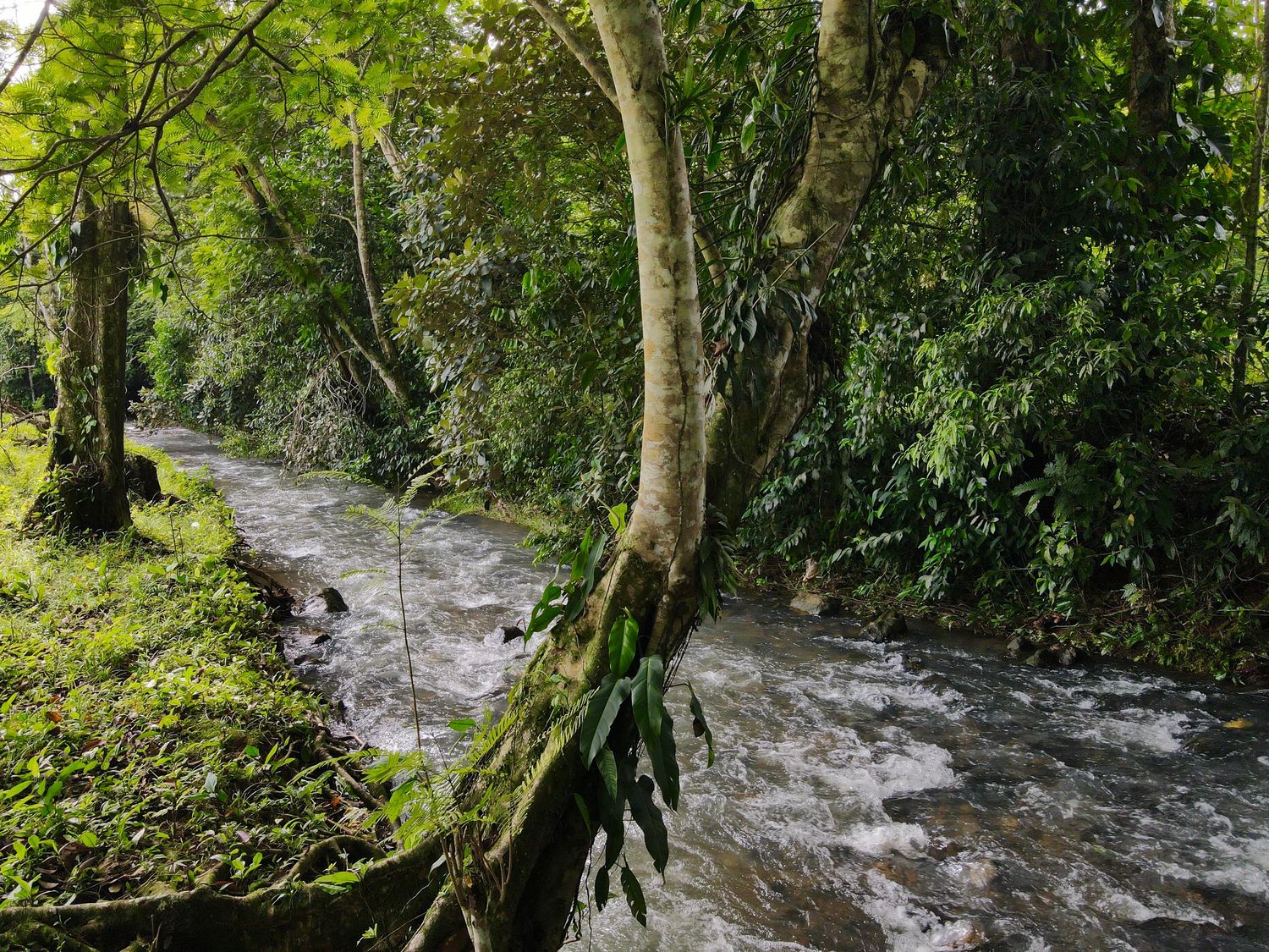 FINCA SAN RAFAEL – CHACHAGUA 6