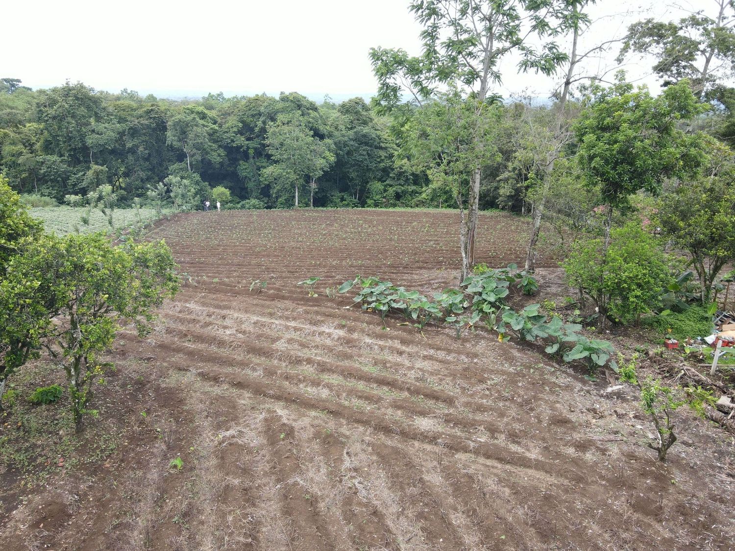 FINCA CALLE LA PECHUGA – CHACHAGUA 4