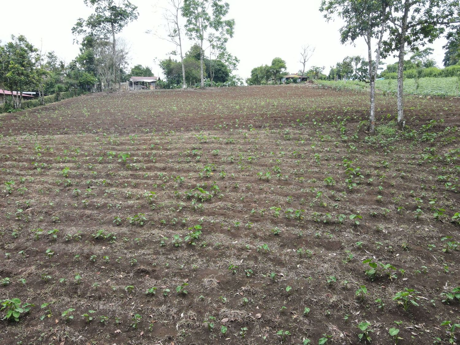 FINCA CALLE LA PECHUGA – CHACHAGUA 6