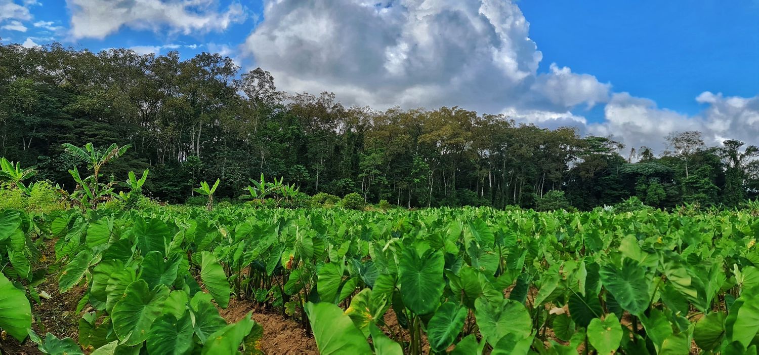 EN VENTA FINCA LA CRUZ- DE PEÑAS BLANCAS 3