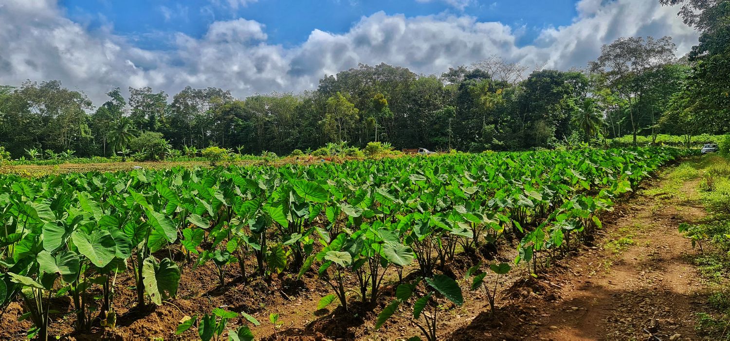 EN VENTA FINCA LA CRUZ- DE PEÑAS BLANCAS 5