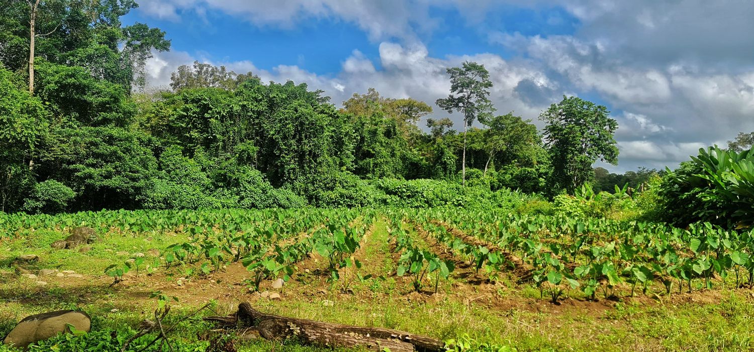 EN VENTA FINCA LA CRUZ- DE PEÑAS BLANCAS 6