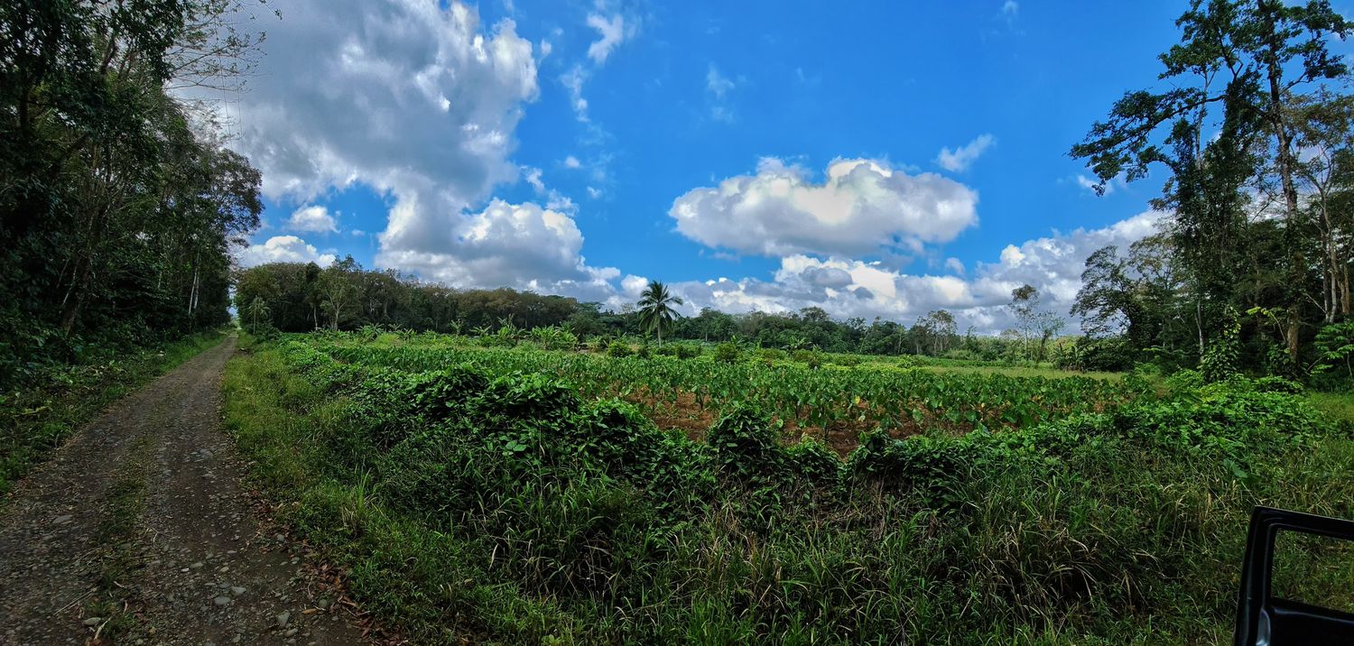 EN VENTA FINCA LA CRUZ- DE PEÑAS BLANCAS 4