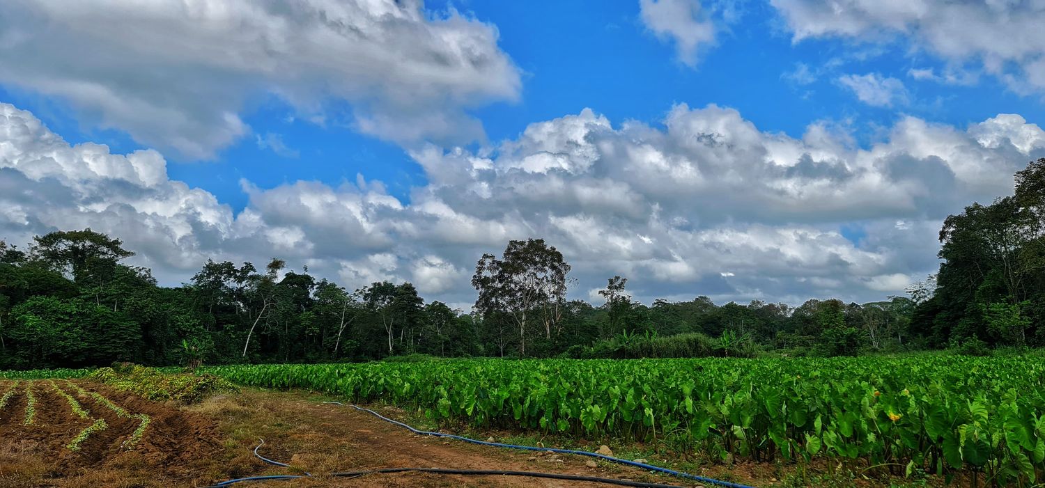 EN VENTA FINCA LA CRUZ- DE PEÑAS BLANCAS 7