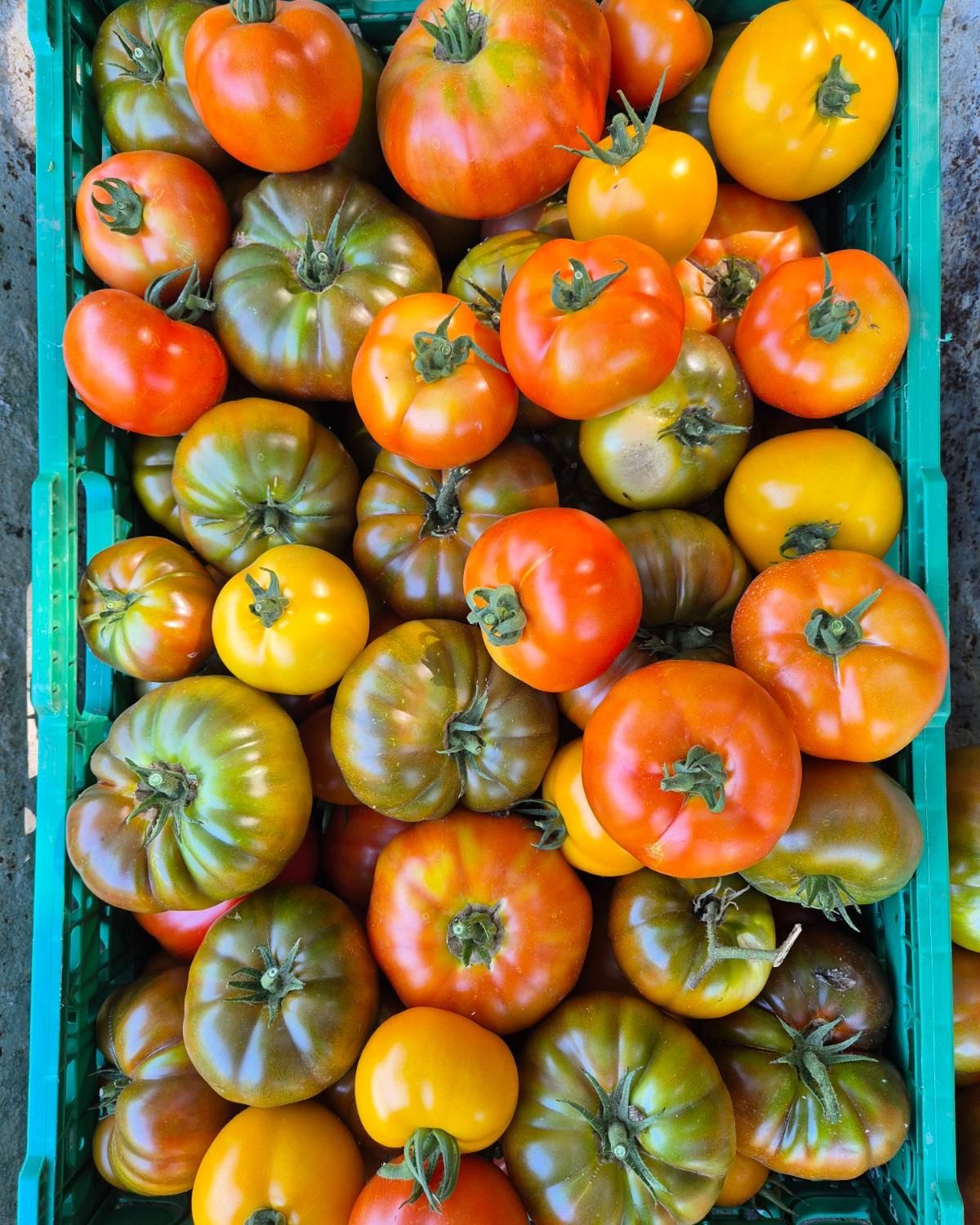 TOMATE BIO