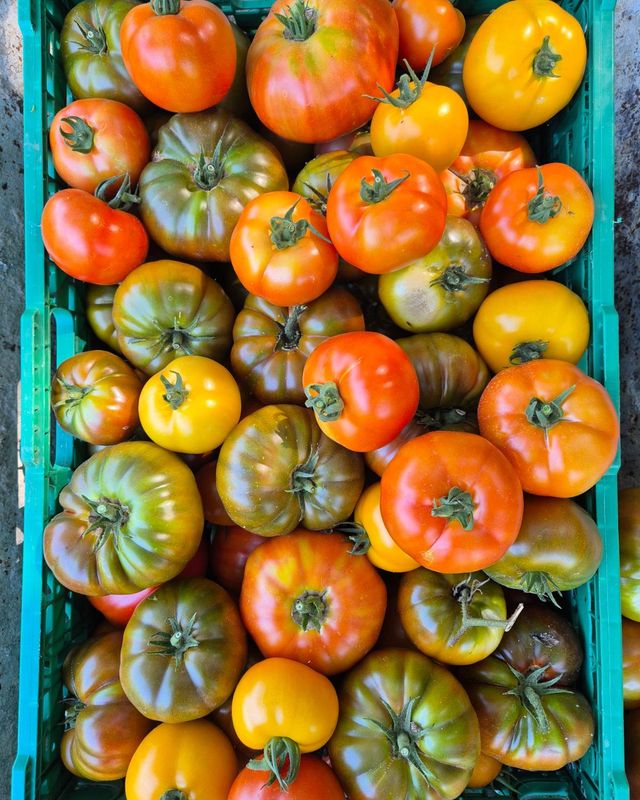 TOMATE BIO