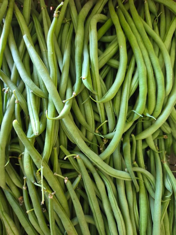 HARICOT VERT BIO
