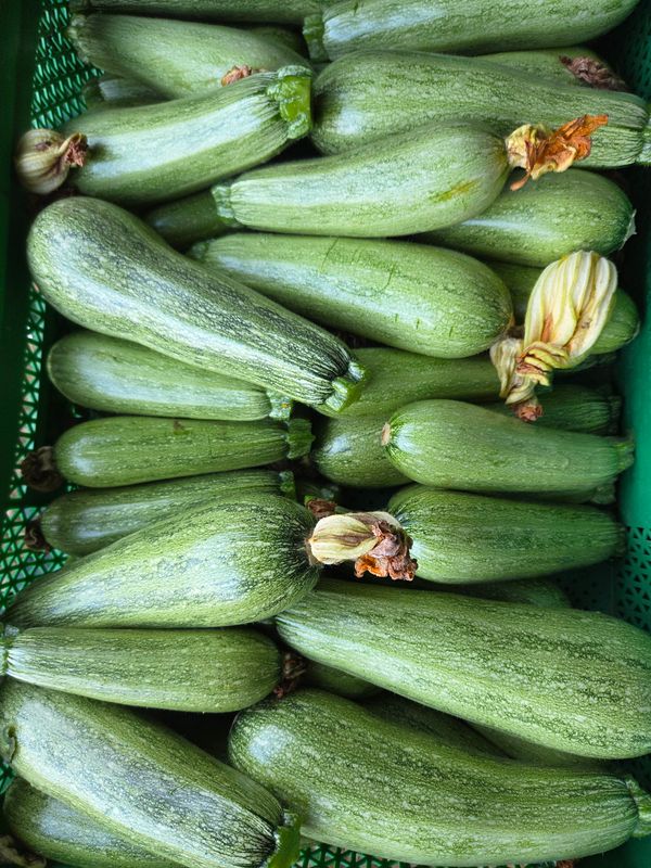 COURGETTE BIO
