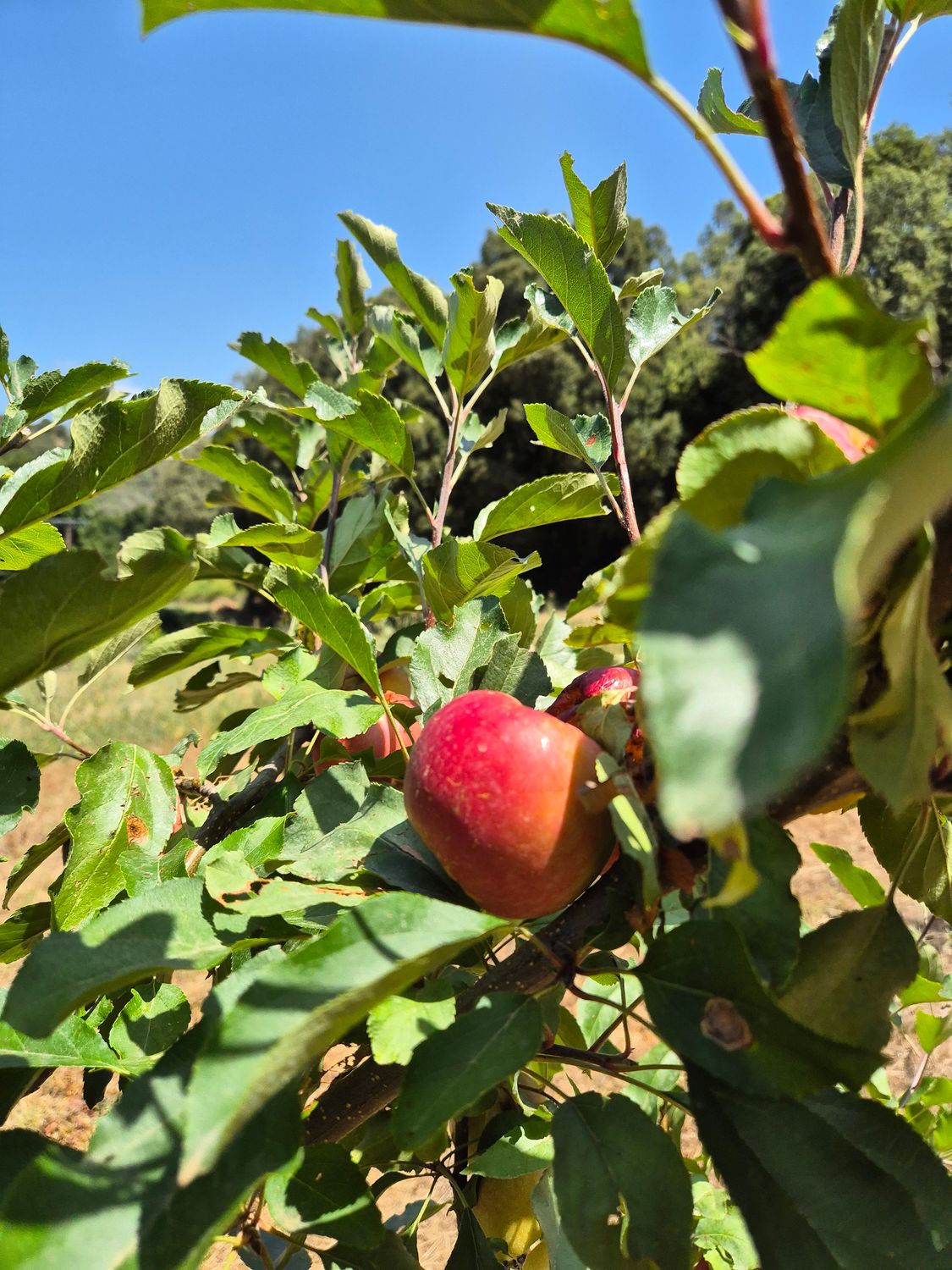 Pomme BIO