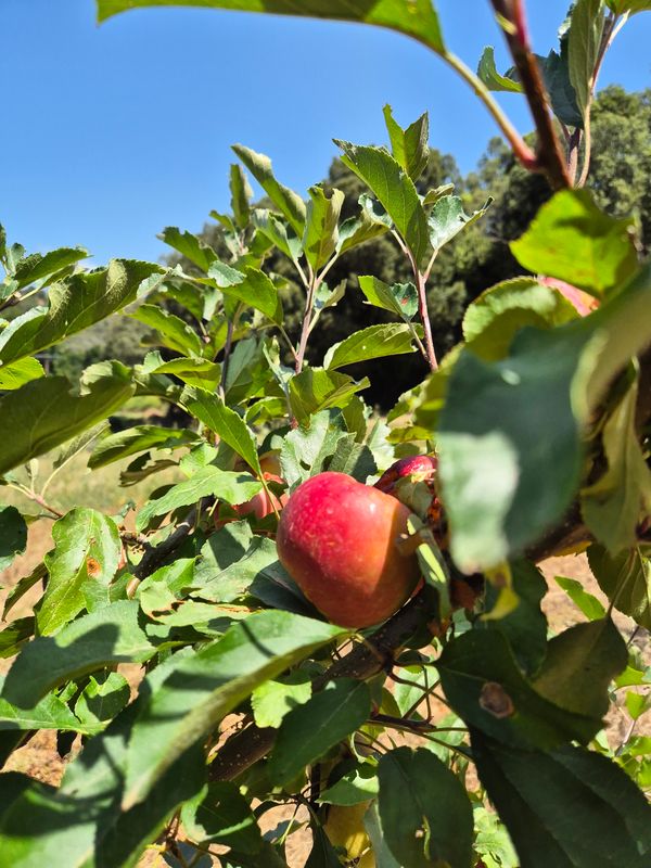 Pomme BIO