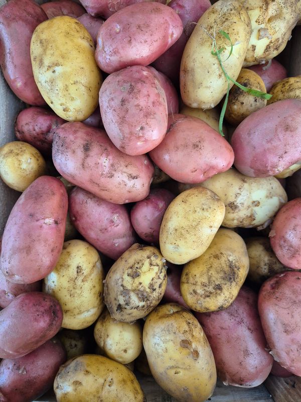 POMME DE TERRE NOUVELLE BIO