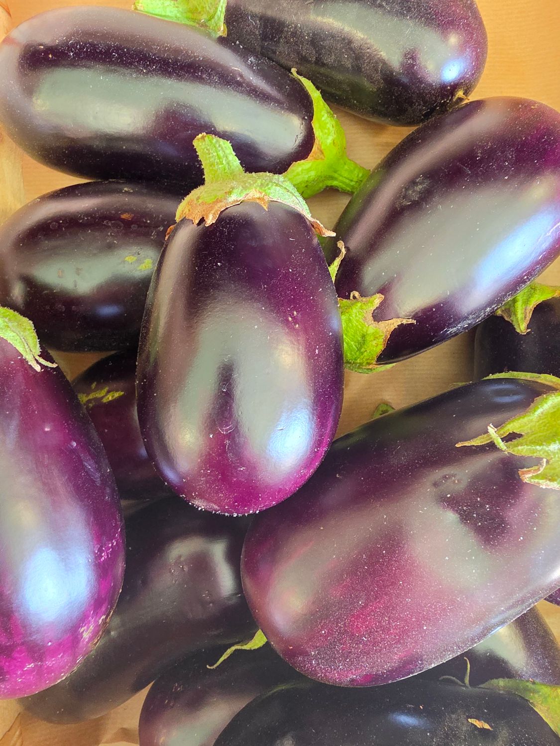 AUBERGINE BIO