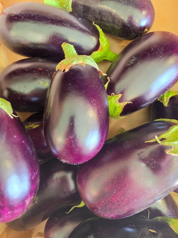 AUBERGINE BIO