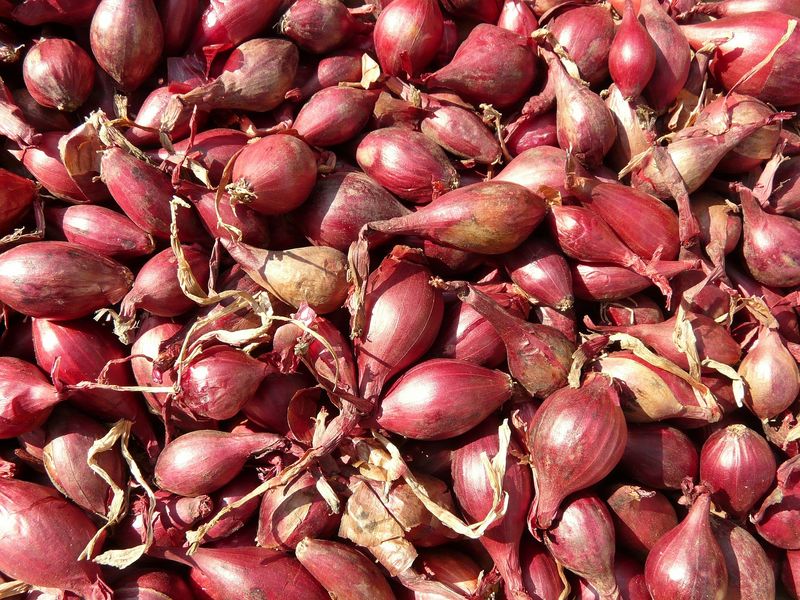 ECHALOTTE BIO