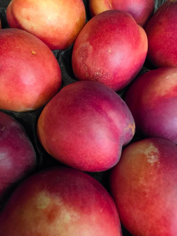 NECTARINE BLANCHE BIO