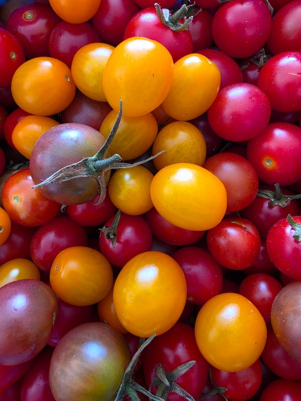 TOMATE CERISE BIO