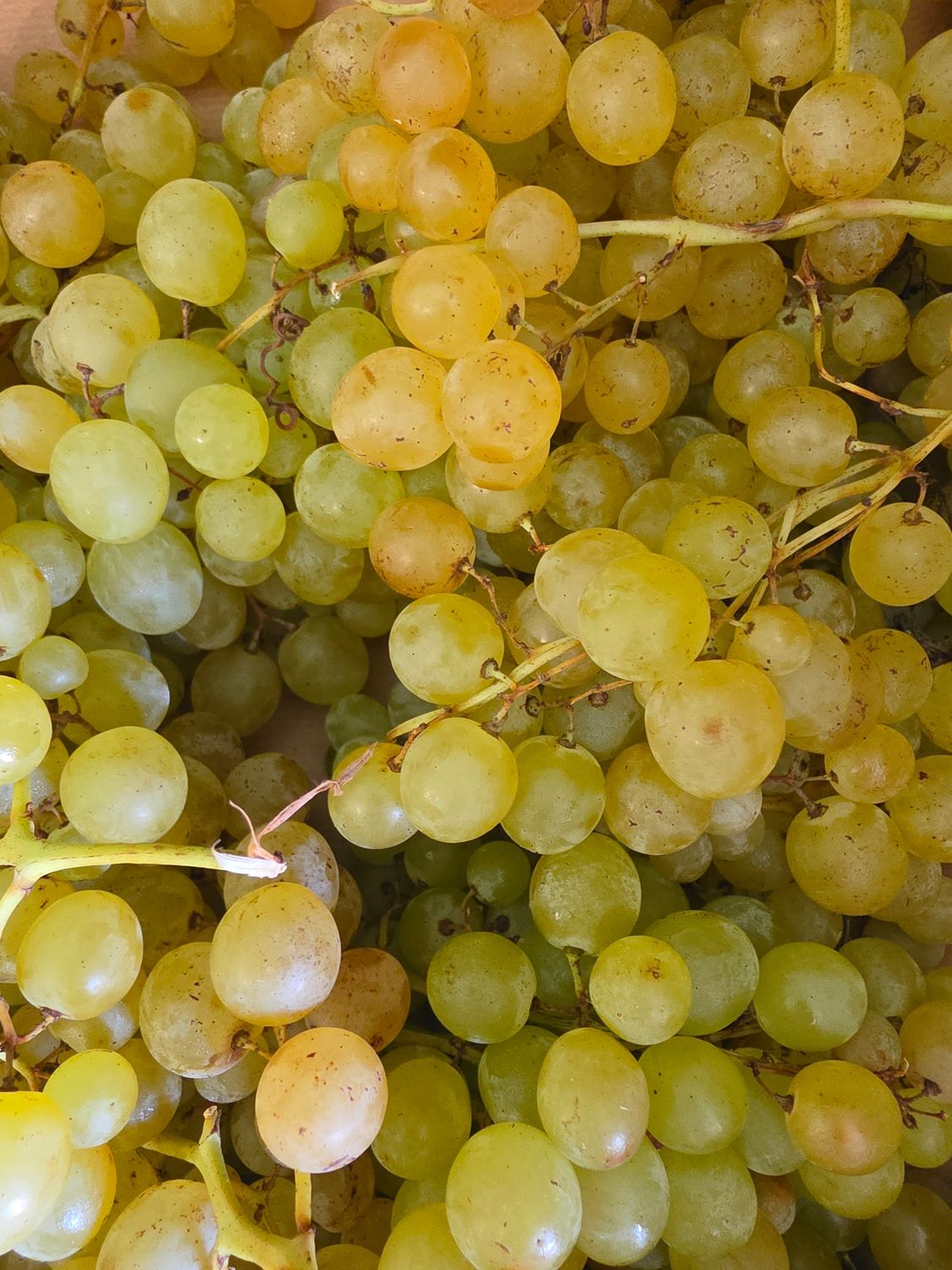 RAISIN BLANC MUSCAT BIO