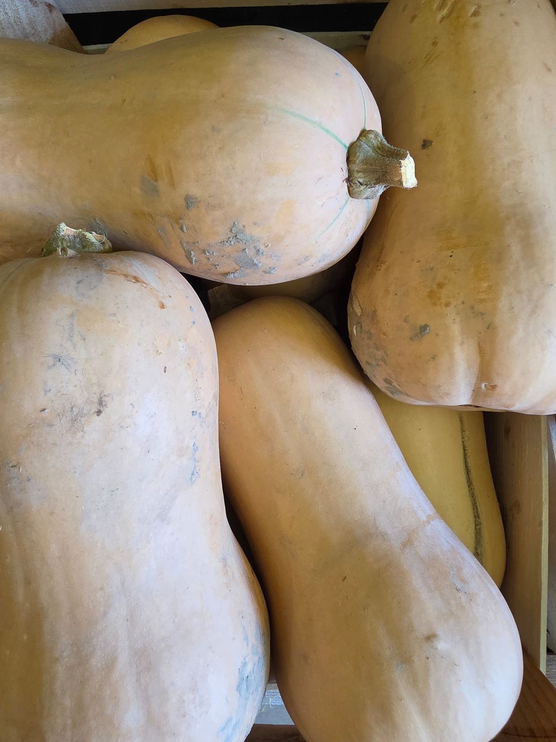 BUTTERNUT BIO