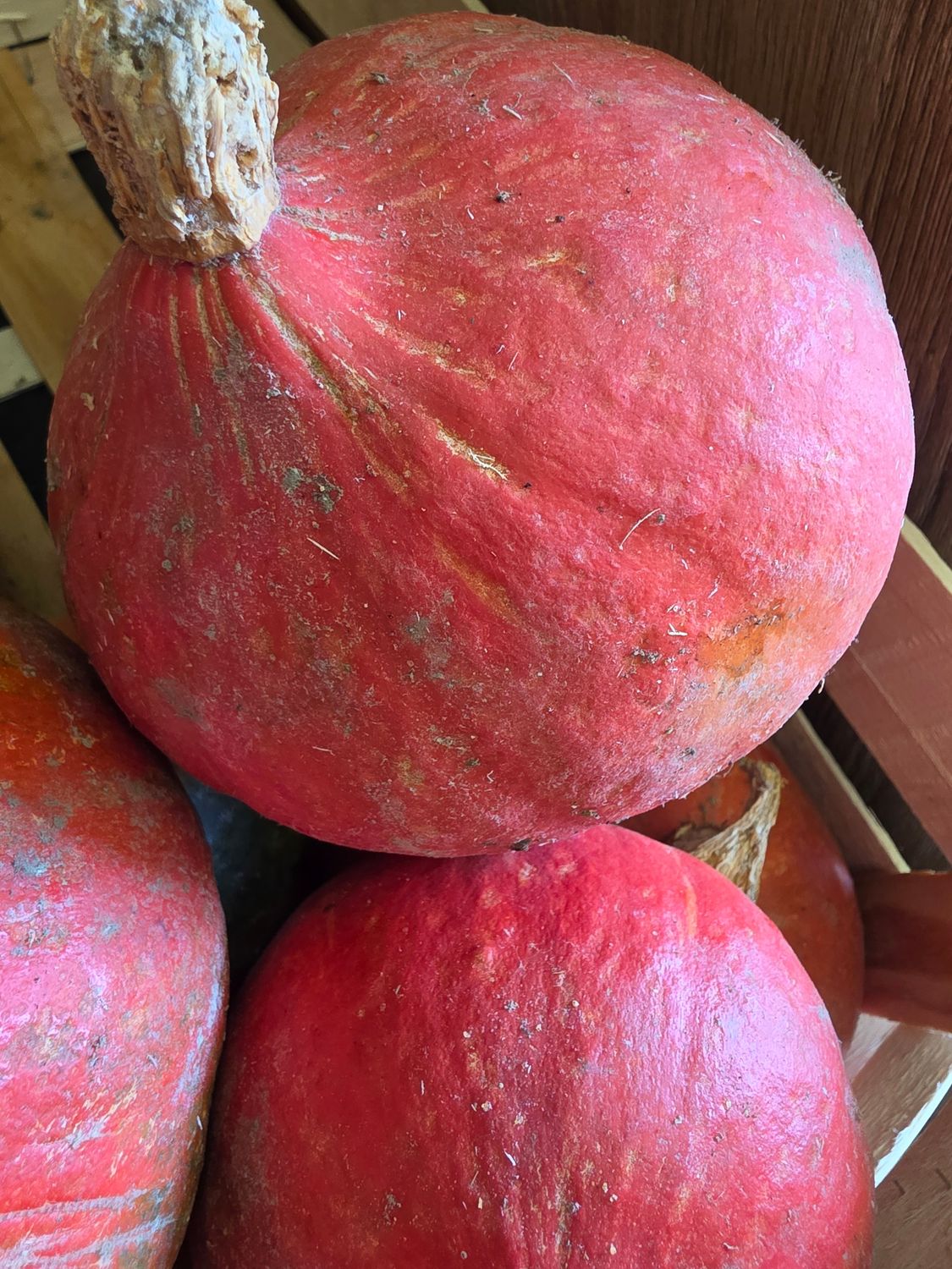 POTIMARRON BIO
