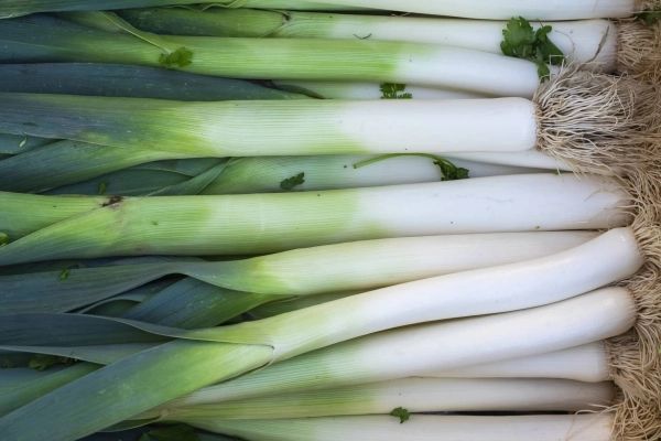 POIREAUX BIO