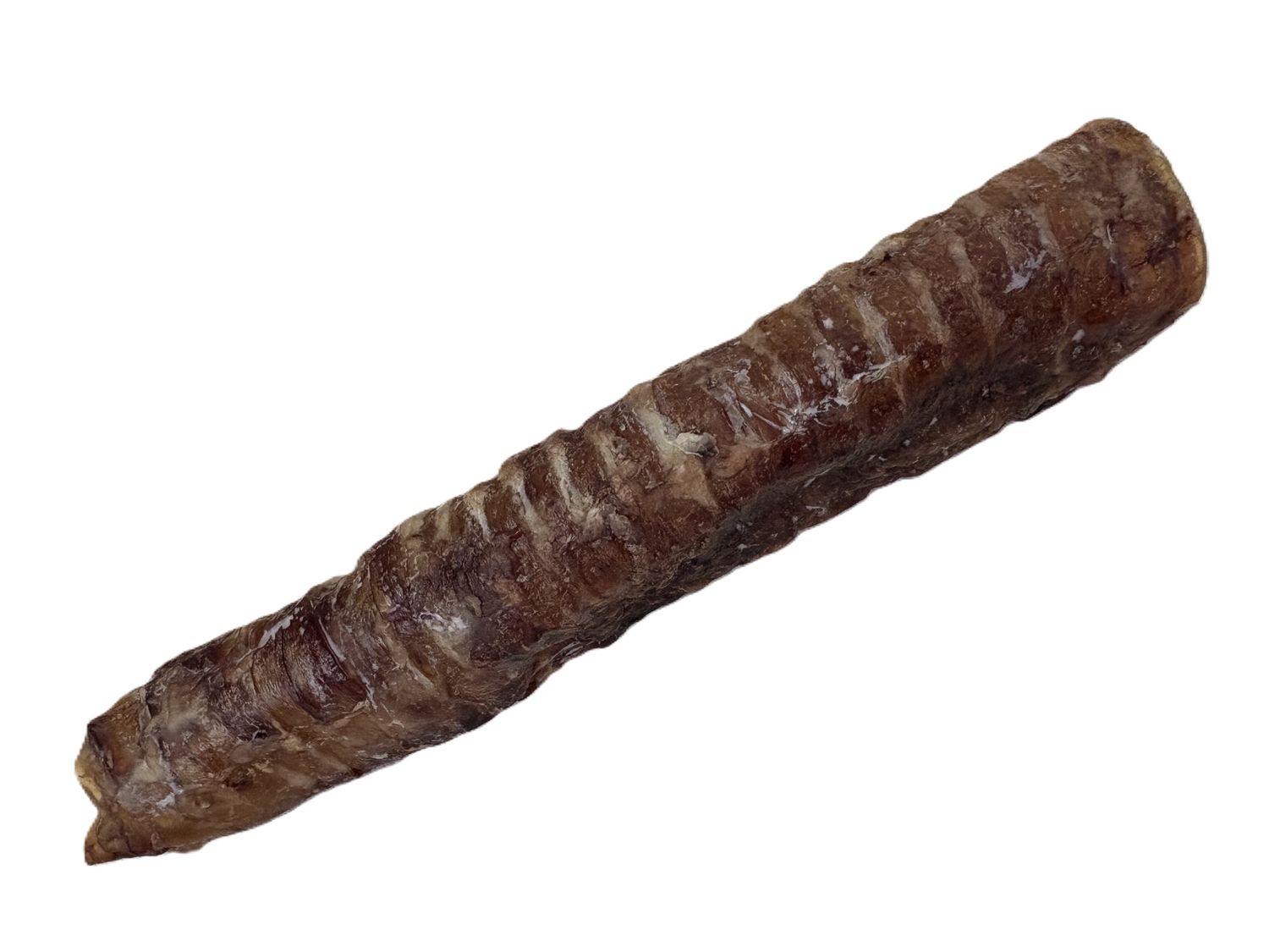 Dehydrated Bison Trachea, Size: 12" Bison Trachea