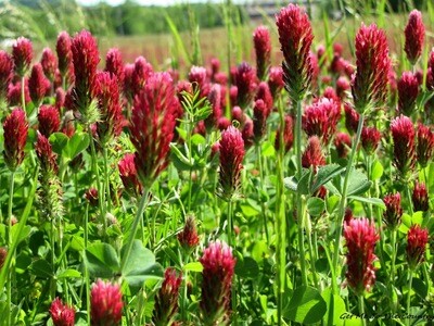 Crimson Clover seeds Crimson Clover seeds