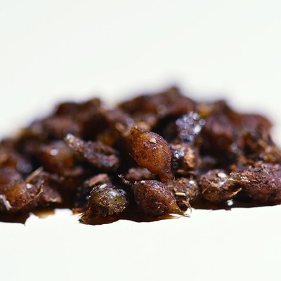 African Nightcrawler Cocoons